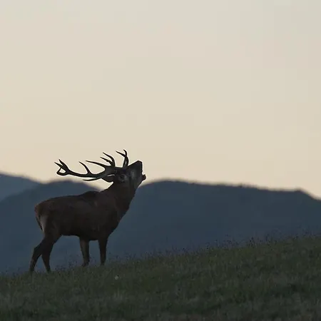 מלון Oasyhotel Limestre